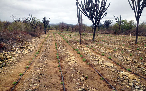 Mais de 115 mil pés de maconha foram destruídos na zona rural de Mirangaba