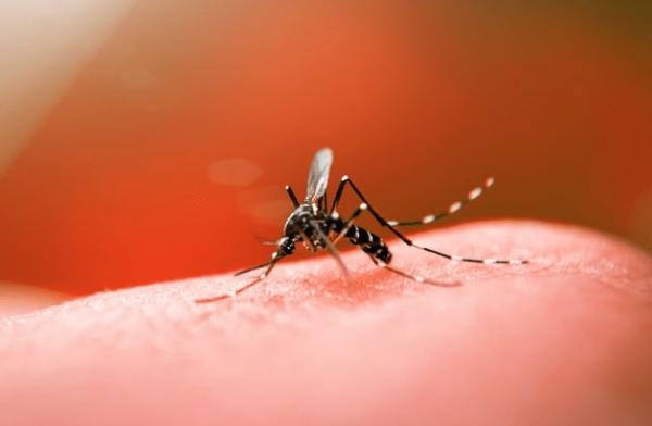Bahia tem 13 municípios em epidemia de dengue, aponta levantamento